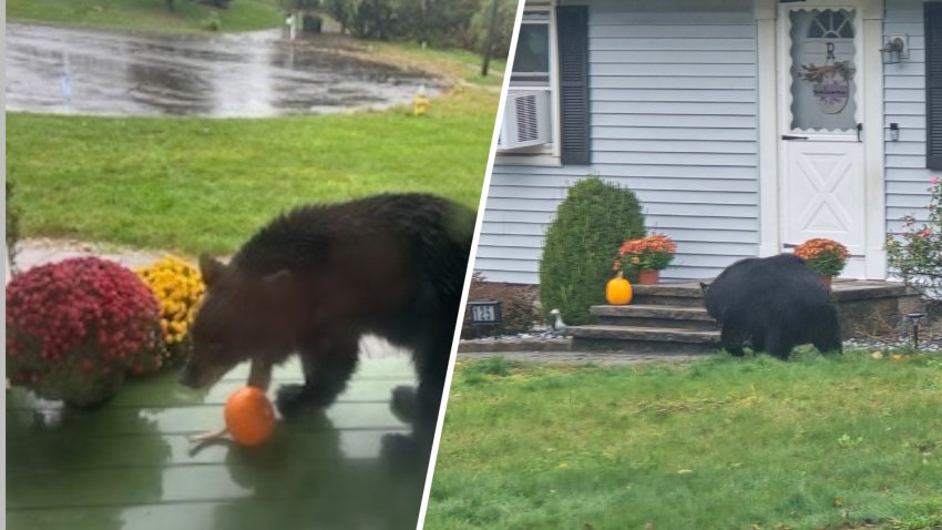 Bears seen with pumpkins in Plainville and Bristol.