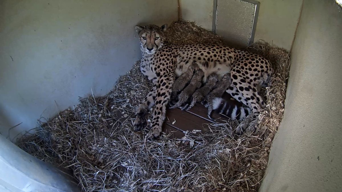 Cheetah cubs born at National Zoo's Front Royal campus during government shutdown