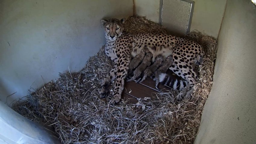 A Cheetah Cam image of female cheetah Amabala with her four cubs in their den at the Smithsonian&#8217;s Conservation Biology Institute in Front Royal, Virginia.