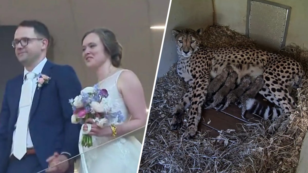 There's always good stuff to be found if you look for it. Here's some of the good news from 2025.