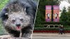 2 zookeepers bitten by ‘bearcat' at DC's National Zoo