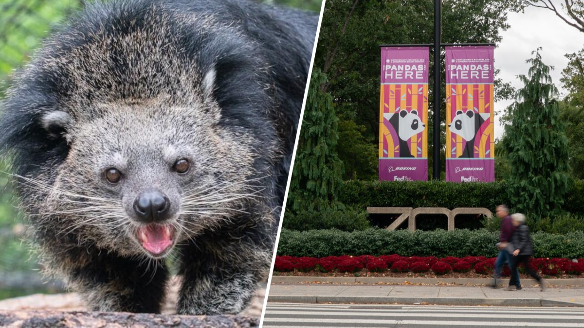 The animal bit the zookeepers in the zoo’s Lion-Tiger Hill area. The zoo describes binturongs as a catlike mammal about the size of a coyote.