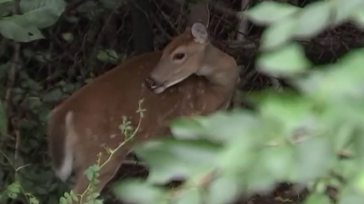 Arlington County determined deer are a threat to the ecosystem, so it’s inviting professional sharpshooters to help cull the population. News4’s Jackie...