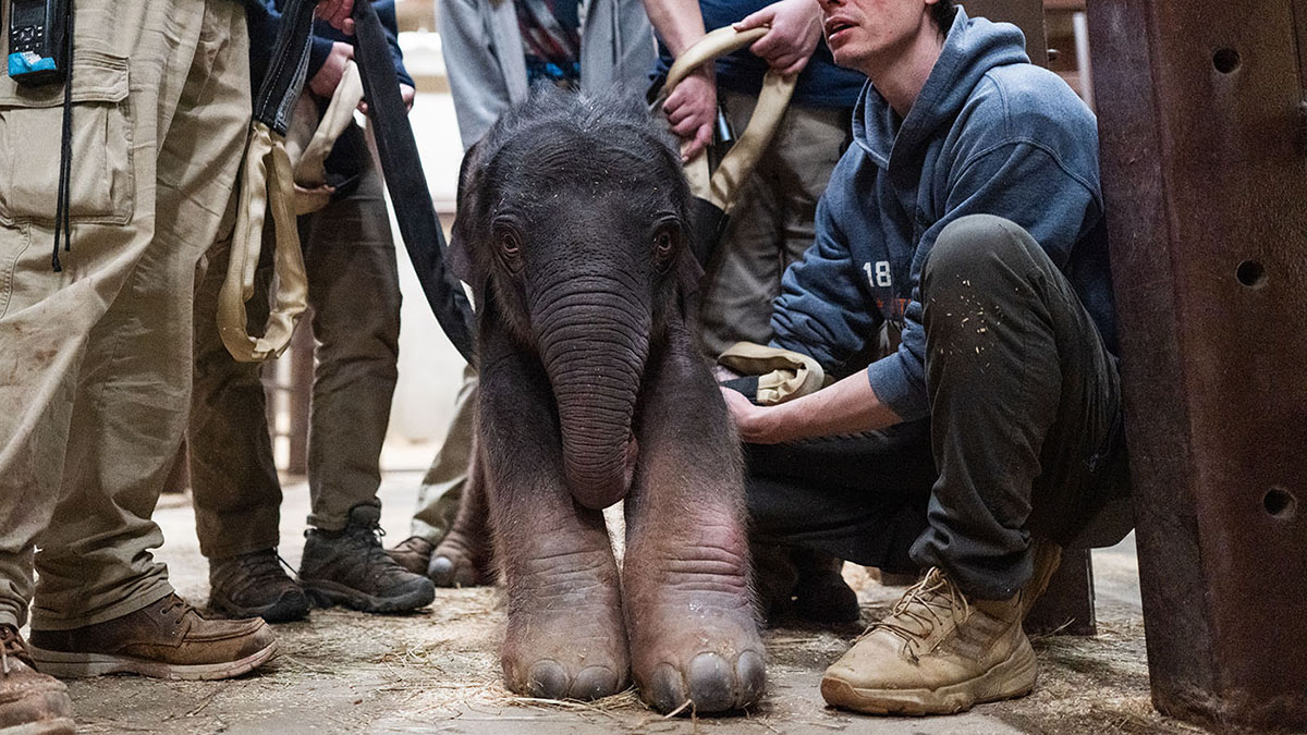 ‘Profound joy': Baby elephant born at National Zoo, 1st in 25 years