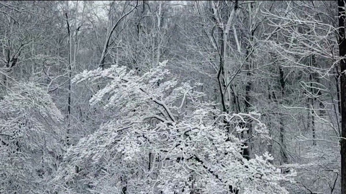 2 killed, 1 injured when tree falls on car in Calvert County – NBC4 ...