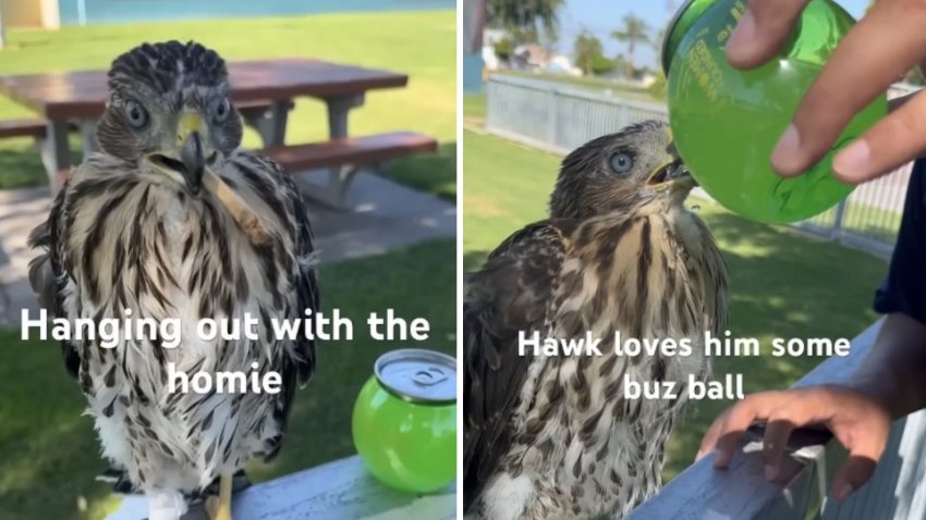 Screenshots show Cesar Gustavo Diaz, 25, of Watts, pouring an alcoholic beverage into the mouth of a Cooper’s hawk, according to the California Department of Fish and Wildlife.