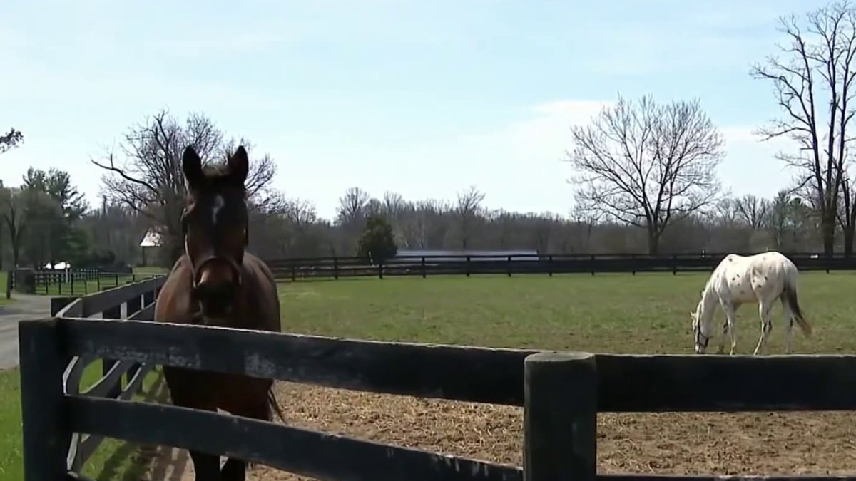 Virginia thoroughbred industry opposes Army's offer for unique training center