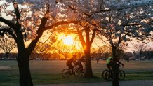 Washington, DC - March 21, 2024: Tourists ride bicycles through the beautiful cherry blossoms in peak bloom near the Tidal Basin at sunset