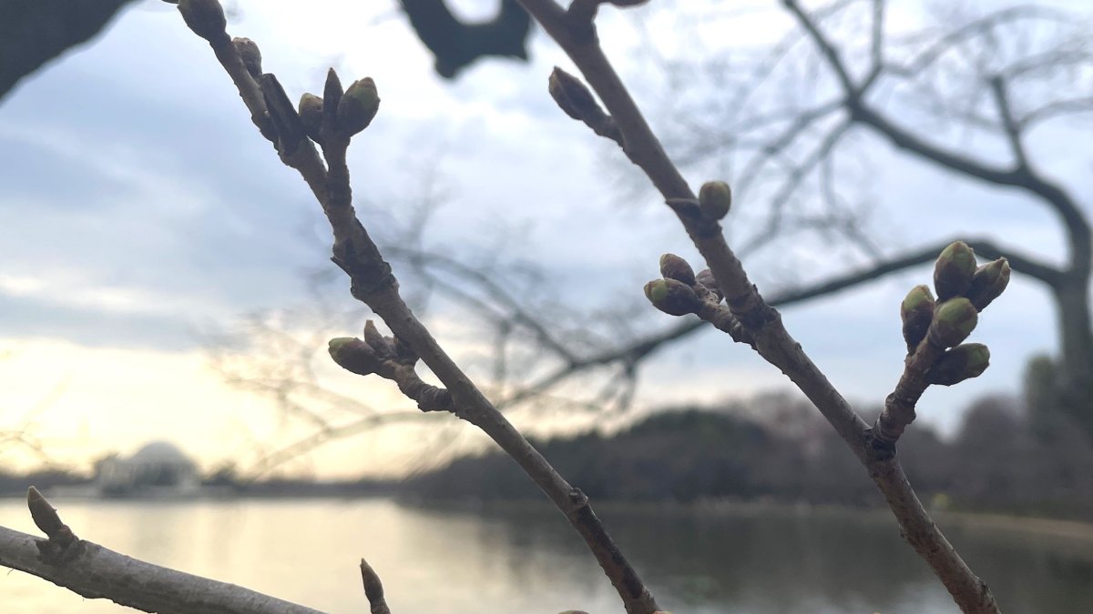 DC cherry blossoms reach first bloom stage as peak bloom nears – NBC4 ...