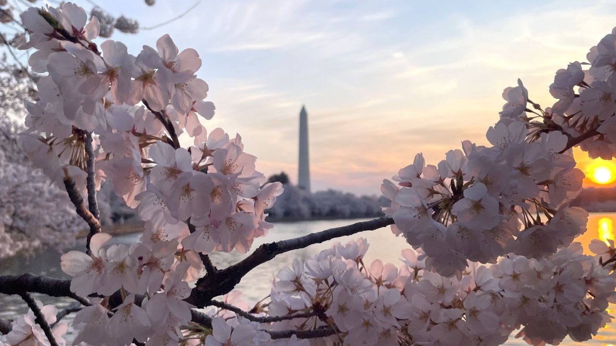 Peak bloom! Now's the time to visit DC's famed cherry blossoms