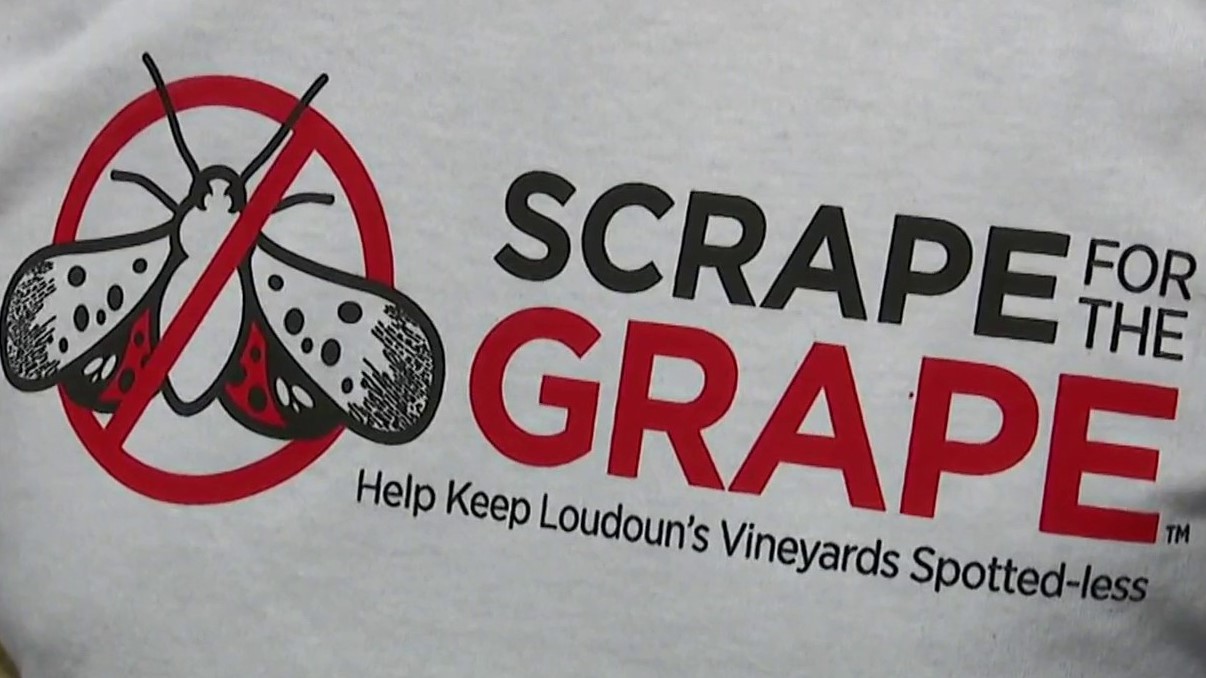 Vampires’: Loudoun Co. vineyards ask volunteers to scrape away lanternfly eggs