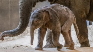 Baby elephant at National Zoo will make public debut on Earth Day – NBC4  Washington