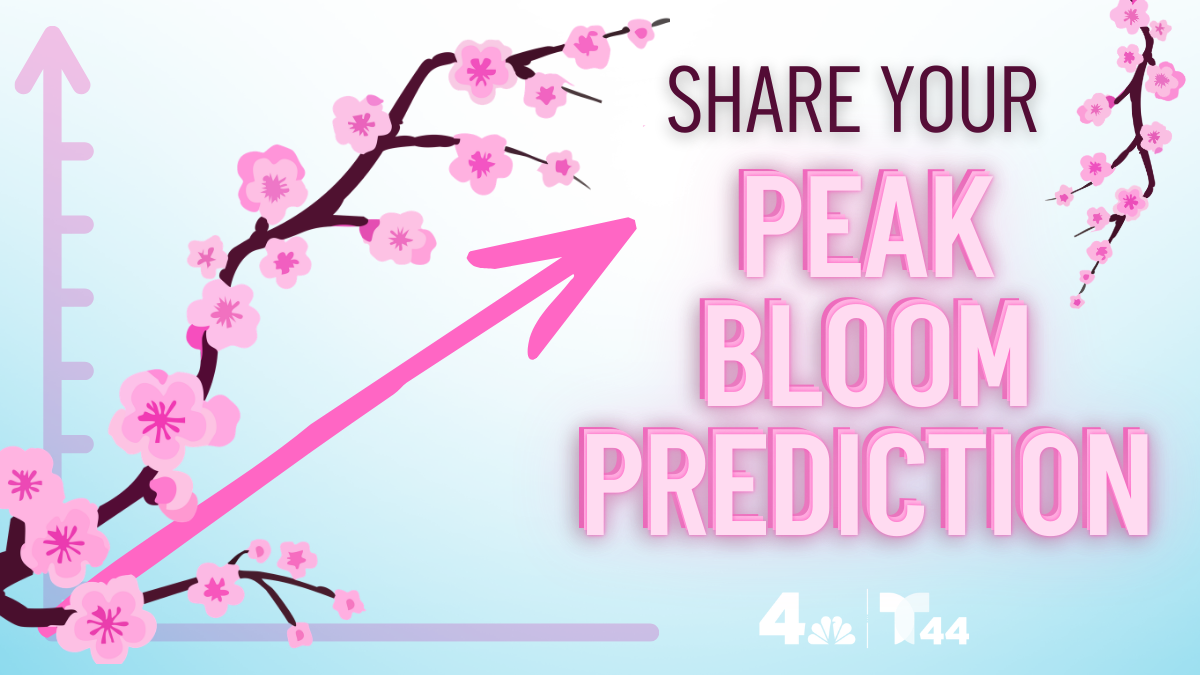 ???? Share for Share ???? Picture-perfect sunset from the 2023 cherry blossom season  main image 2