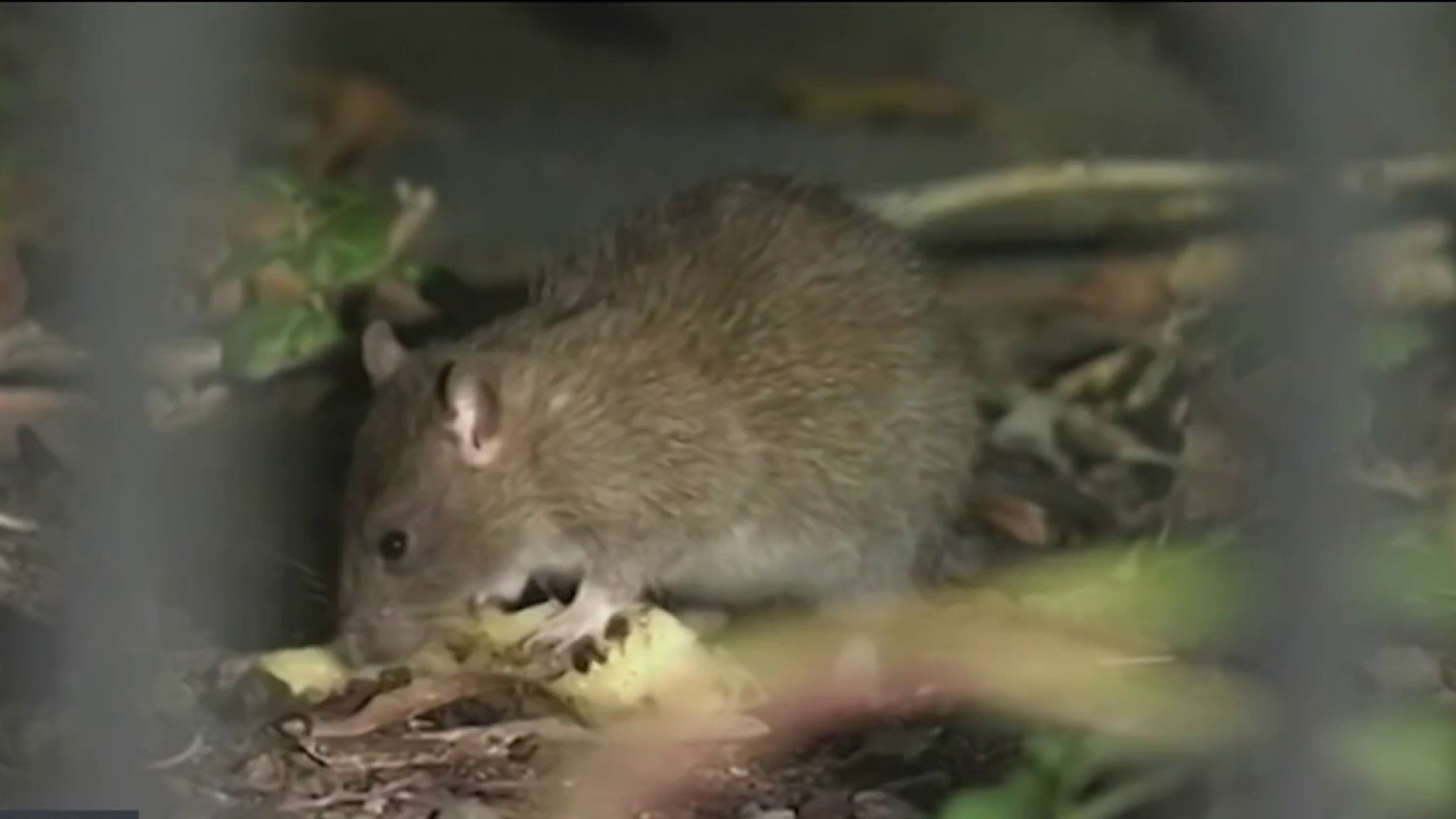 DC is putting rats on birth control