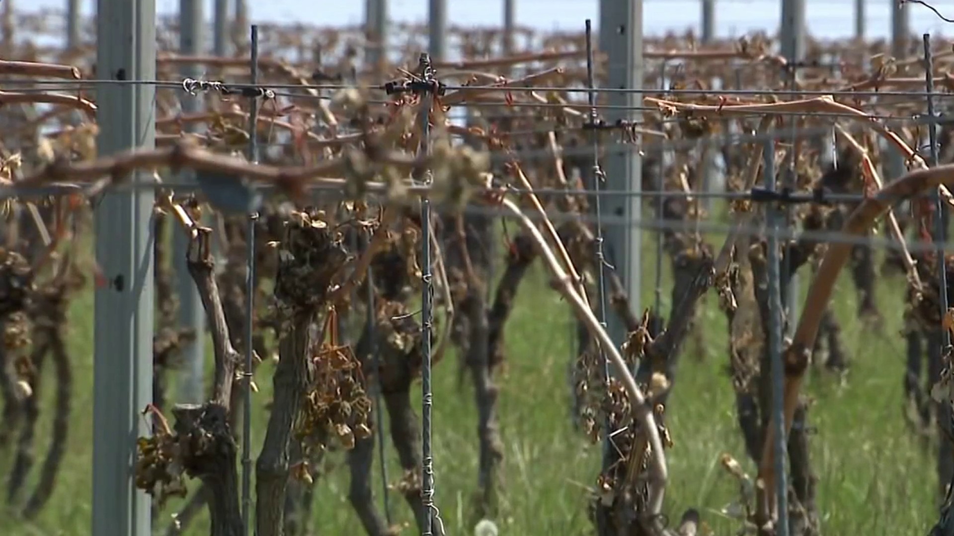 nbcwashington.com - Dead on the vine: Cold impacts local wine crops