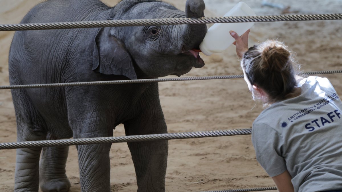 The Weekend Scene: Meet the zoo's new baby elephant and more around DC through April 26
