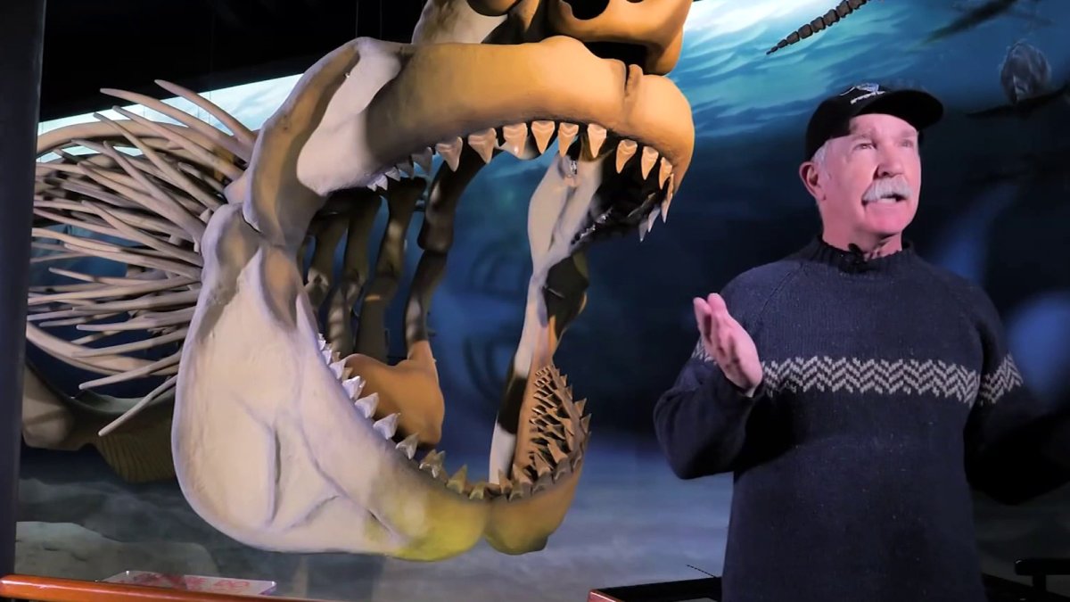 Maryland lawmakers approve first state shark in the nation — the megalodon