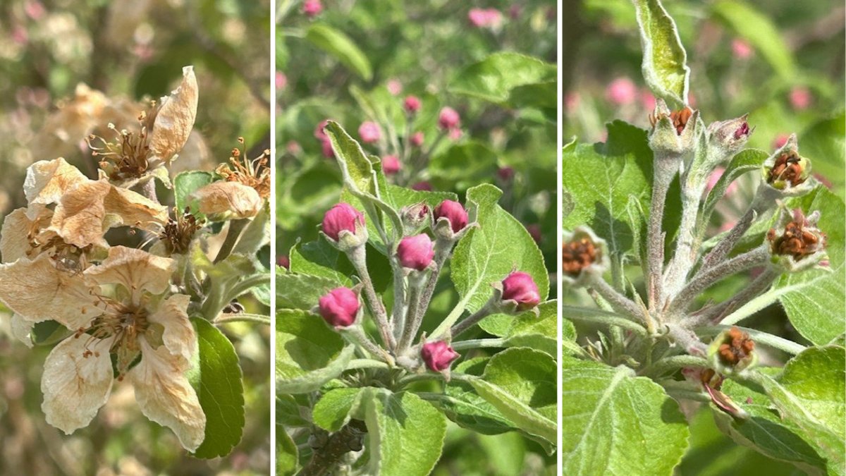 Virginia gov. asks USDA for support for farmers after spring crop freezes