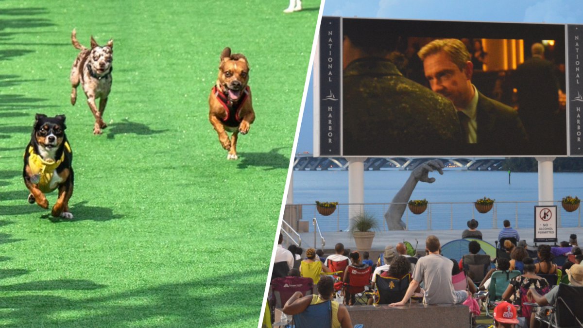 The Weekend Scene: Chihuahua races and more to do in the DC area