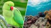 ‘This is the Bebesphere': Bebe the parrot goes viral for exploring Bahamas in mini submarine