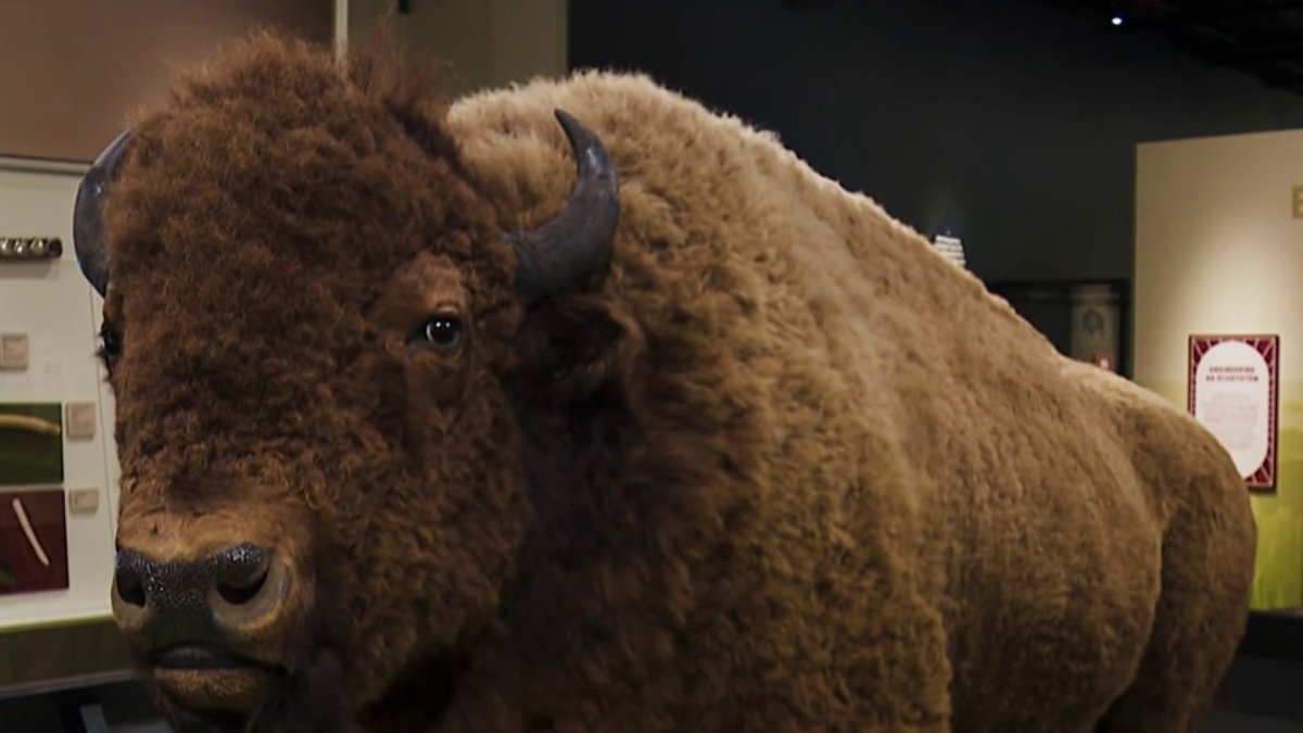 Bison exhibit brings national mammal’s story to life – NBC4 Washington
