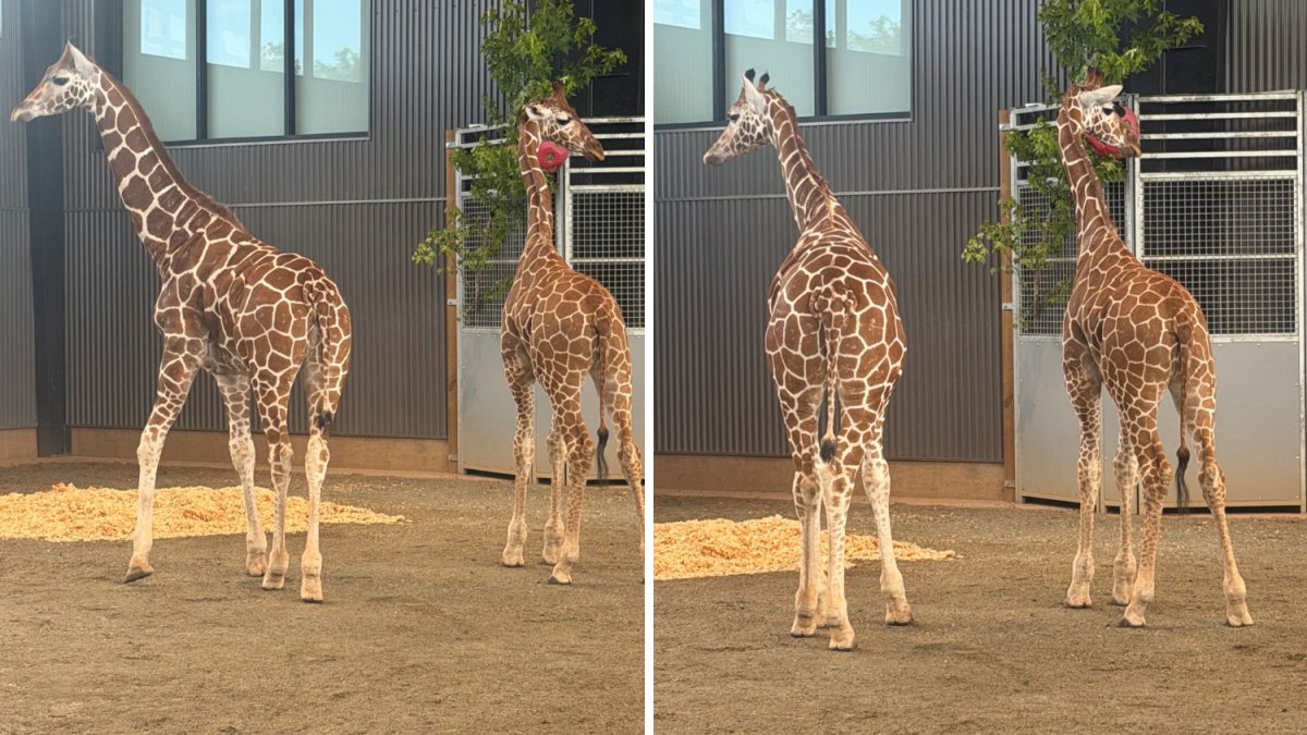 Giraffe calves missing from Natural Bridge Zoo found safe after more than a yearlong search - NBC4 Washington