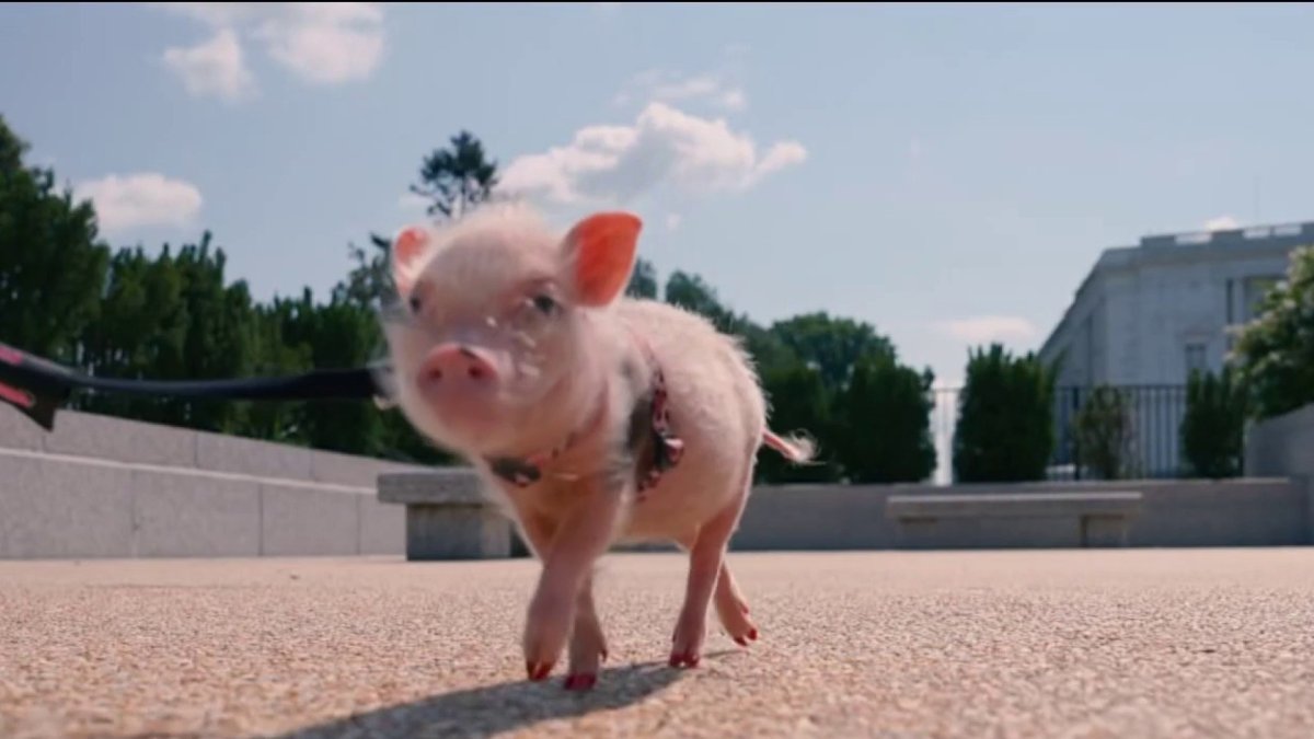 How a mini pig is part of homelessness intervention efforts in DC ...