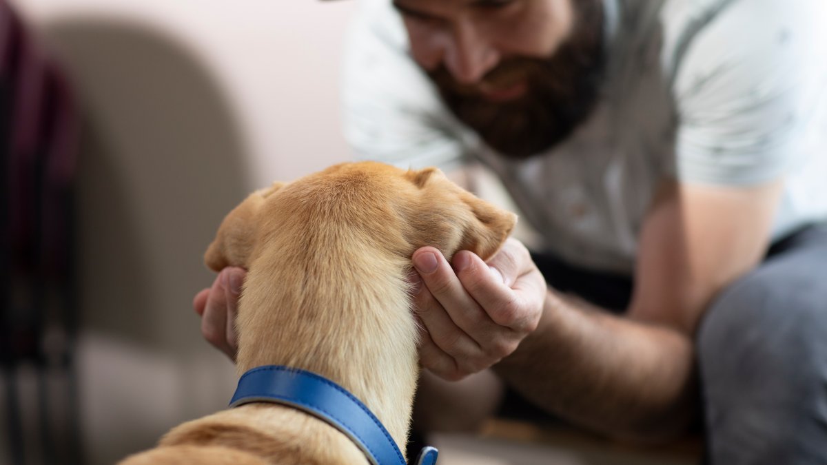 From Streets to Snuggles in 7 Steps: The Hidden Work That Helps Shelter Pets Find a Home