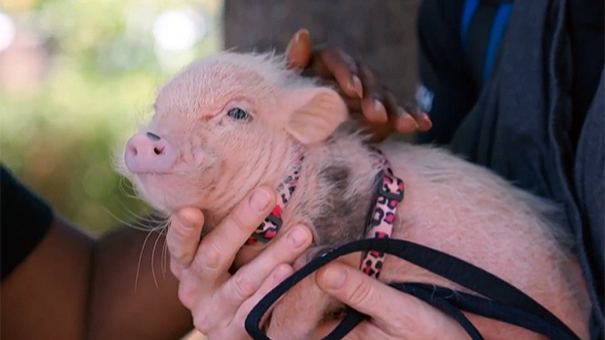 How a mini pig is part of homelessness intervention efforts in DC ...
