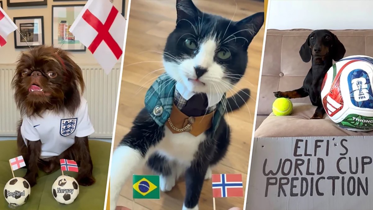 These pets are the true World Cup winners for their viral match predictions