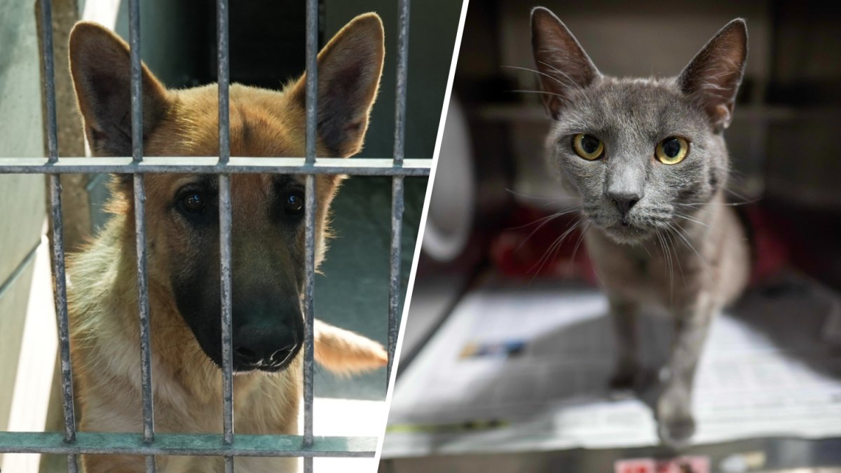 Clear The Shelters kicks off 2026 pet adoption campaign: Here's how to get involved