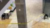 Teen with gun opens fire in Wheaton Mall, injures 13-year-old: Police