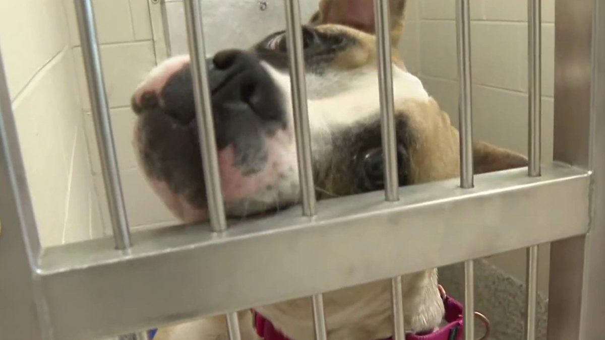 Fairfax County Animal Services waives adoption fees