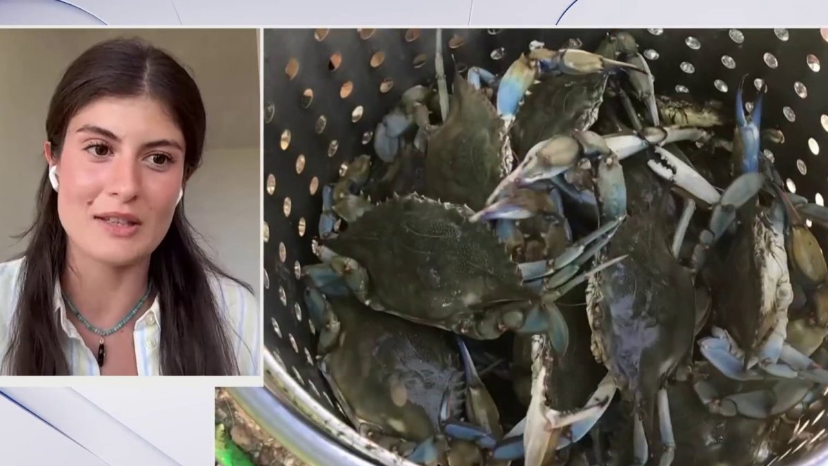 Atlantic blue crabs are invading Italy – and Italians don't have a taste for them yet