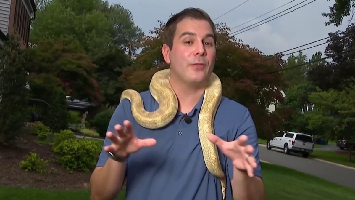 Slithery mystery solved: Ball python rescued from Gaithersburg neighborhood