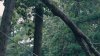 Downed tree sparks fire, power outage in Bethesda during storm
