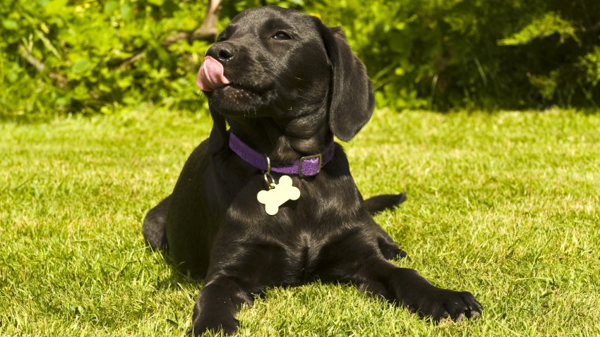 A black Labrador puppy