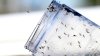 Dengue in Virginia: State reports 1st locally acquired case of mosquito-borne virus
