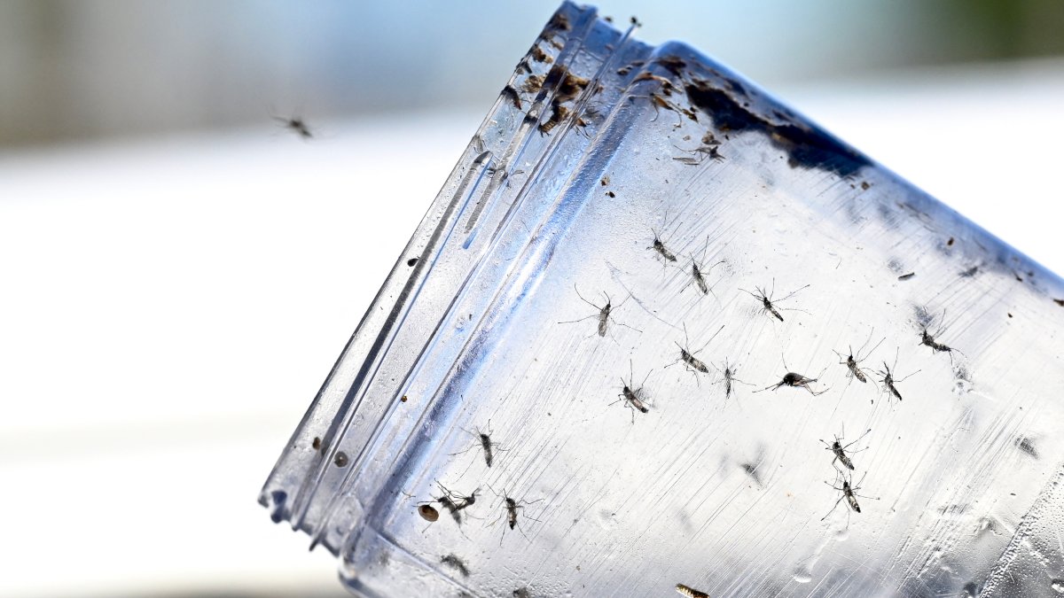 Dengue in Virginia: State reports 1st locally acquired case of mosquito-borne virus