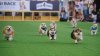 Corgis run, bark and sniff their way to glory at a growing international event