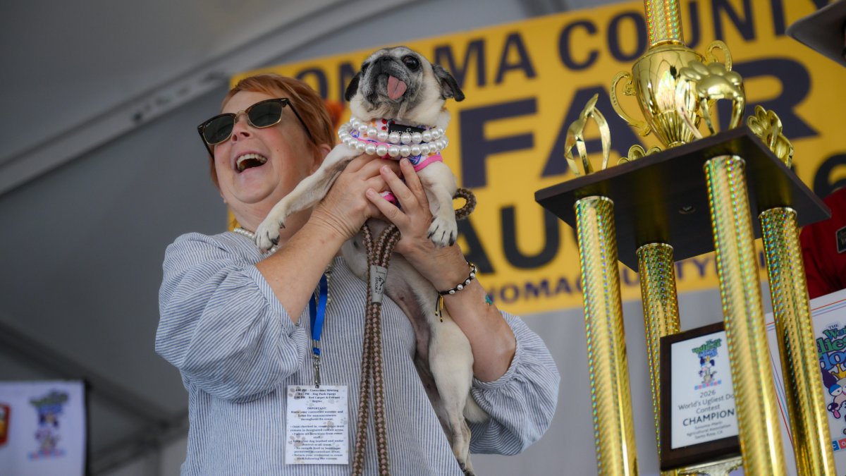 Meet Jinny Lu, the winner of the 2026 World's Ugliest Dog Contest