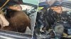 300‑pound bear breaks into car in Colorado, dies after getting trapped inside