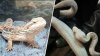 Stolen Petco reptiles worth thousands of dollars found in Maryland home