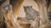 National Zoo breaks ground on Arabian leopard exhibit amid diplomatic controversy
