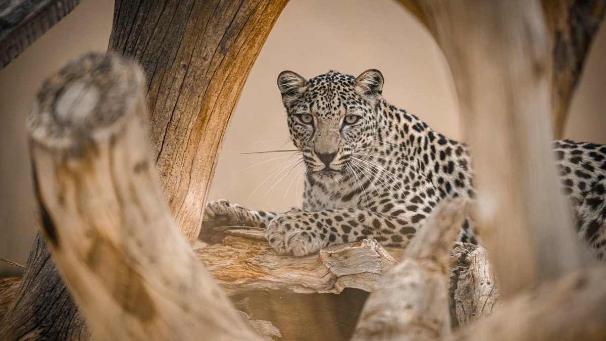 National Zoo breaks ground on Arabian leopard exhibit amid diplomatic controversy