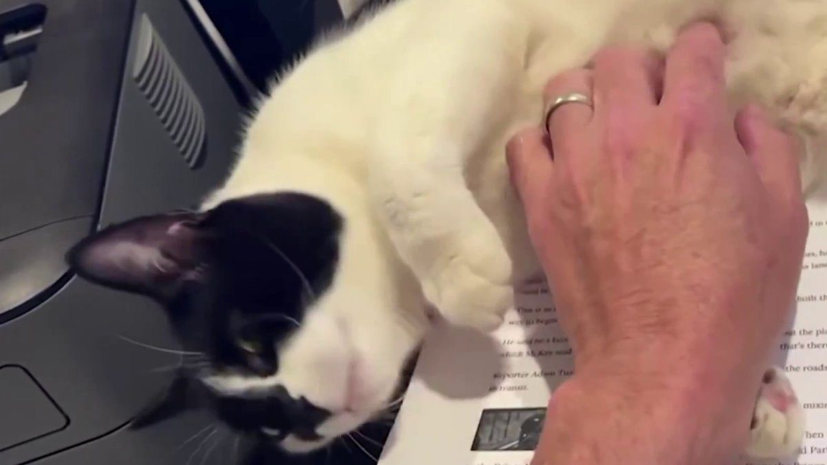 WTOP's Augenstein reunited with cat that survived landfill