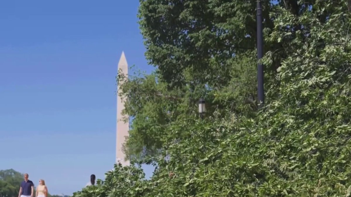 Downed trees seen on National Mall after recent storms