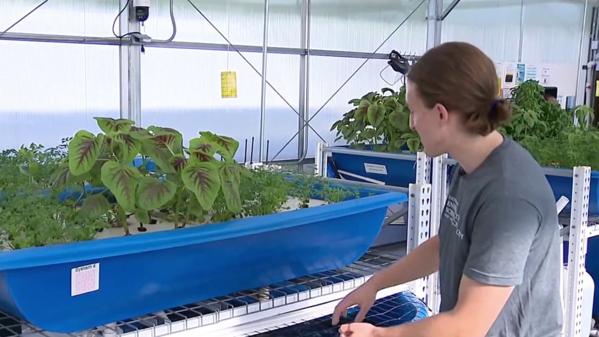 Tank to table: How UMD students are raising sustainable fish and veggies