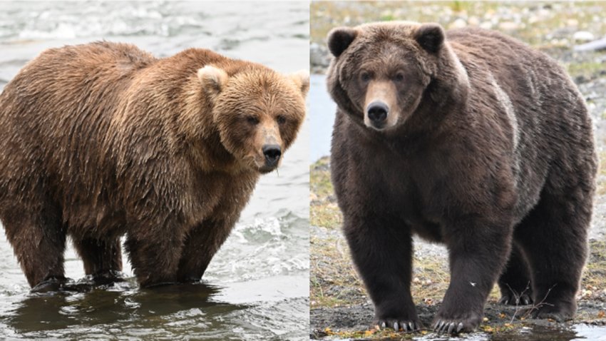 Fat Bear Week