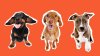 2026 Clear the Shelters campaign led to 2,800 pet adoptions at DC-area shelters